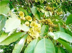Phát hiện mới nhất về khả năng điều trị bệnh viêm loét dạ dày của bốn loài thực vật